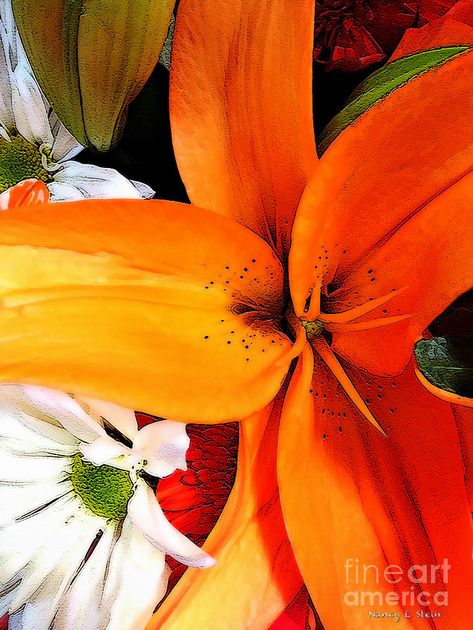Daisy Photograph - A Splash Of Orange by Nancy Stein