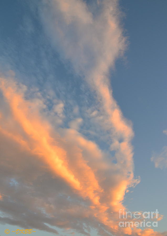 A Splash of Peach by Dorrene BrownButterfield A Splash of Peach by Dorrene BrownButterfield