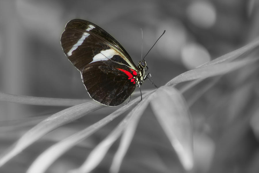 Butterfly Photograph - A Splash of Red by Kim Hojnacki