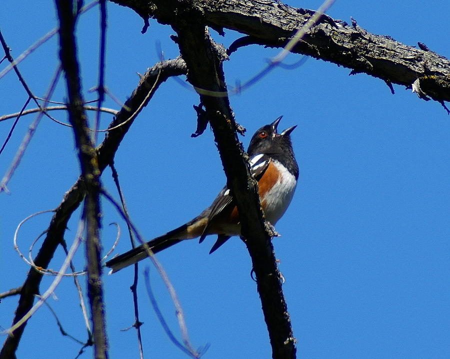 A Spotted Towhee mid-Song Photograph by Ben Upham III