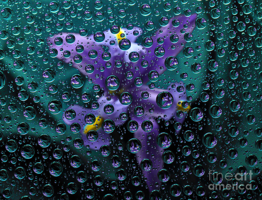 A spray of irises. Photograph by Josephine Cohn