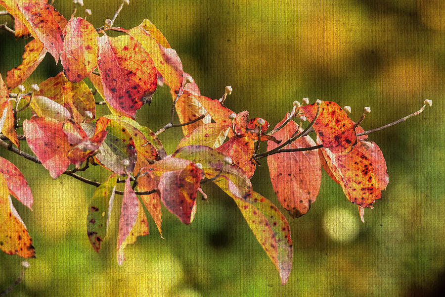 A Sprig of Autumn Dogwood Photograph by Carol Senske