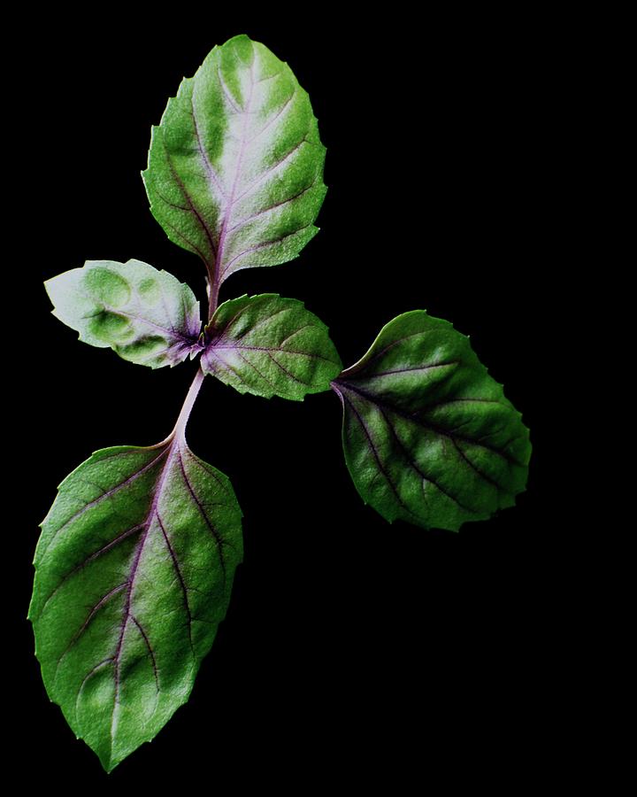 A Sprig Of Basil Photograph by Romulo Yanes
