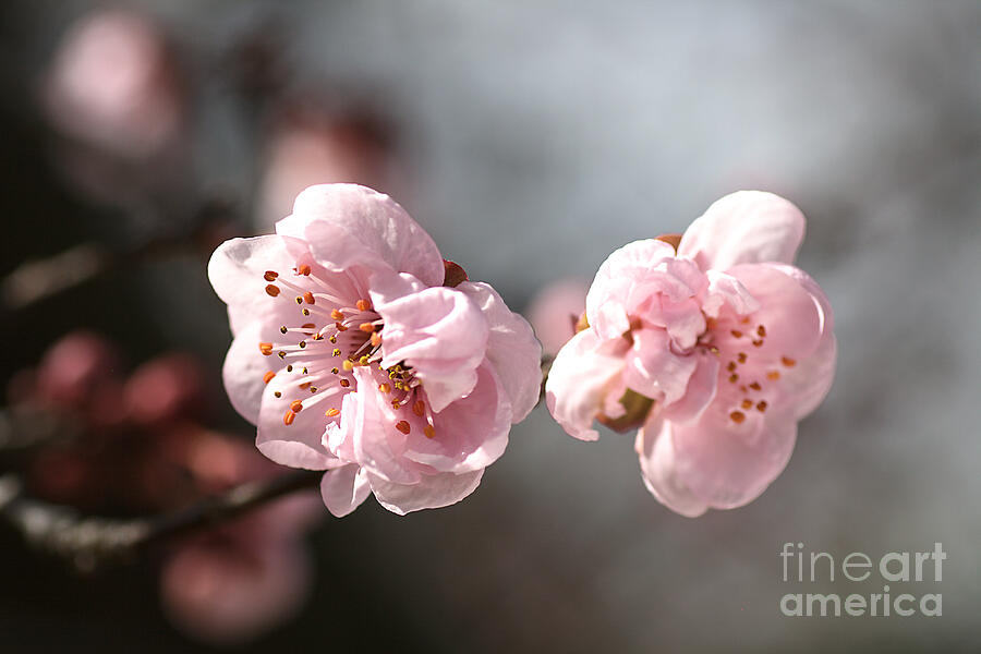 Spring Photograph - A Spring Dream by Joy Watson