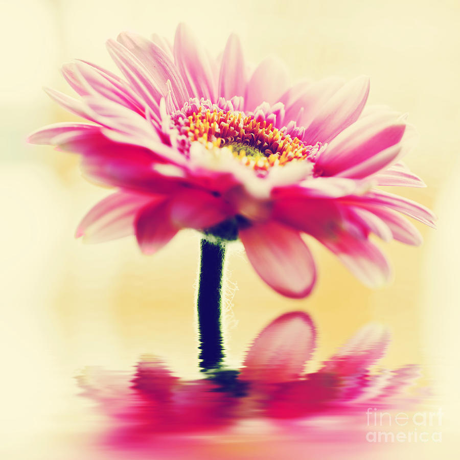 A spring flower in vintage style Photograph by Michal Bednarek