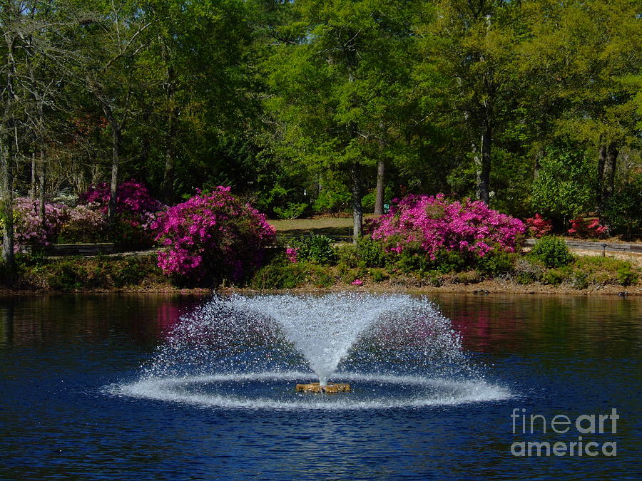 A Spring Fountain Photograph by Bob Sample