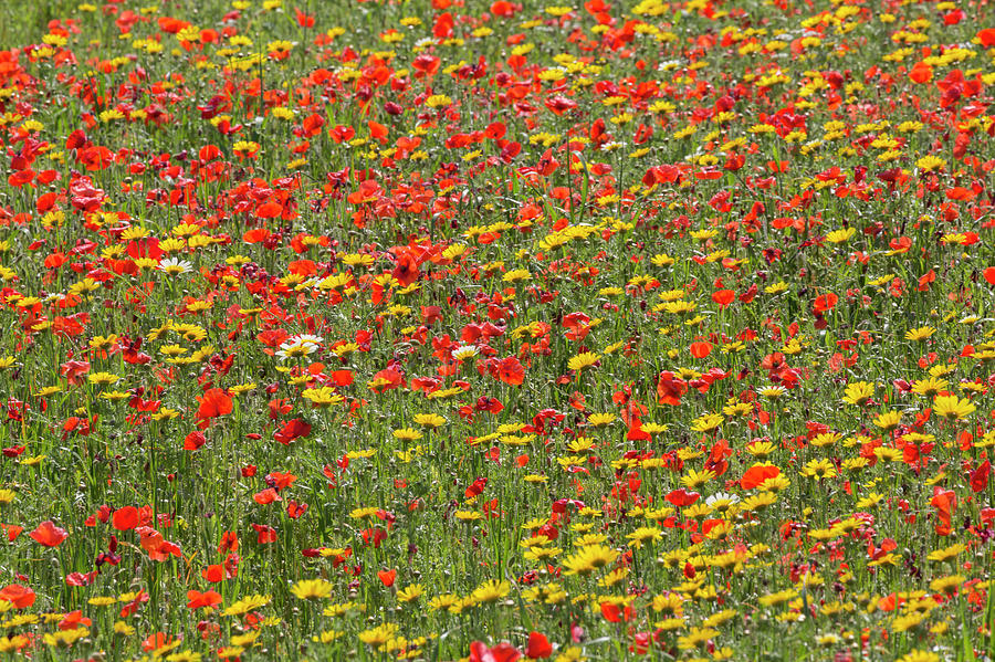 A Spring Meadow In Full Flower In Puglia Photograph by Martin Child