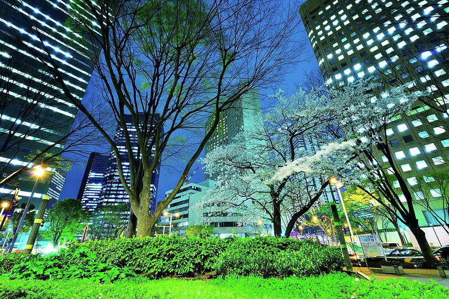 A Spring Night With Sakura Photograph by Hidehiko Sakashita