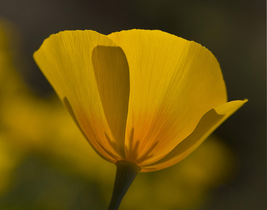 A Spring Poppy Photograph by Sue Cullumber