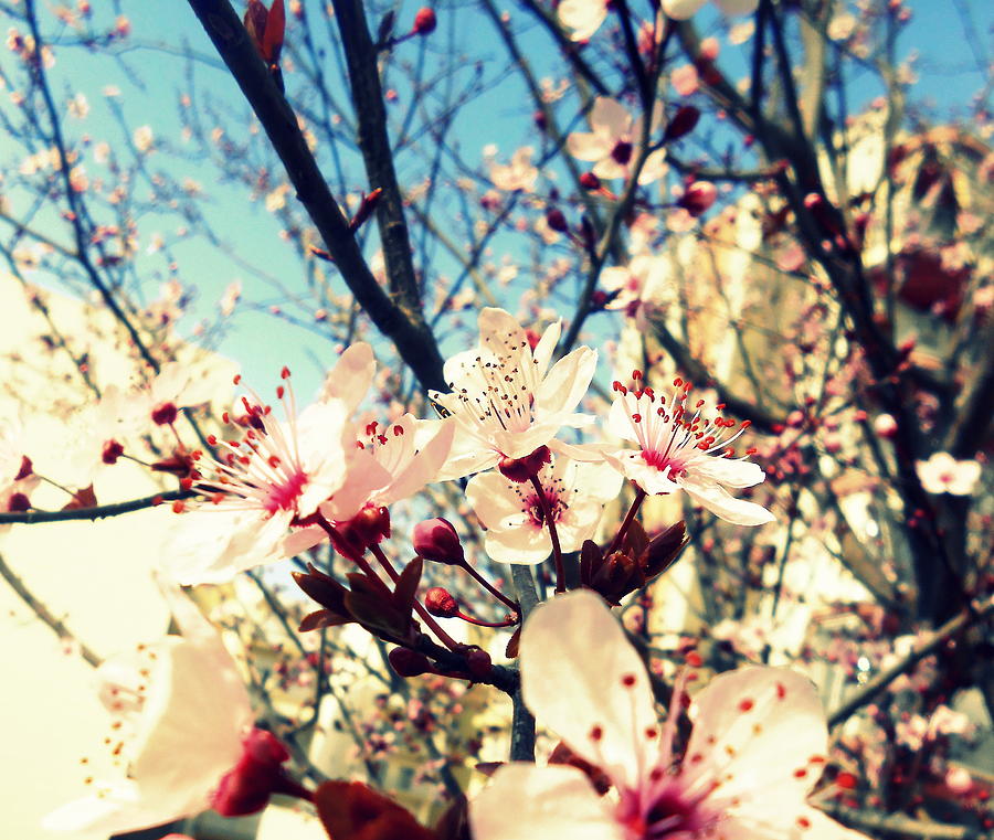 Spring Photograph - A Springtime Breeze by Ioanna Papanikolaou