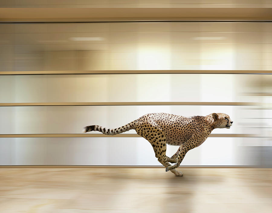 A Sprinting Cheetah Speeds Through An Photograph by John Lund
