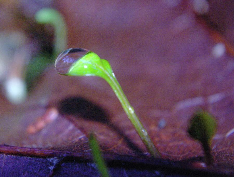A Sprout Lifting A Waterdrop Photograph