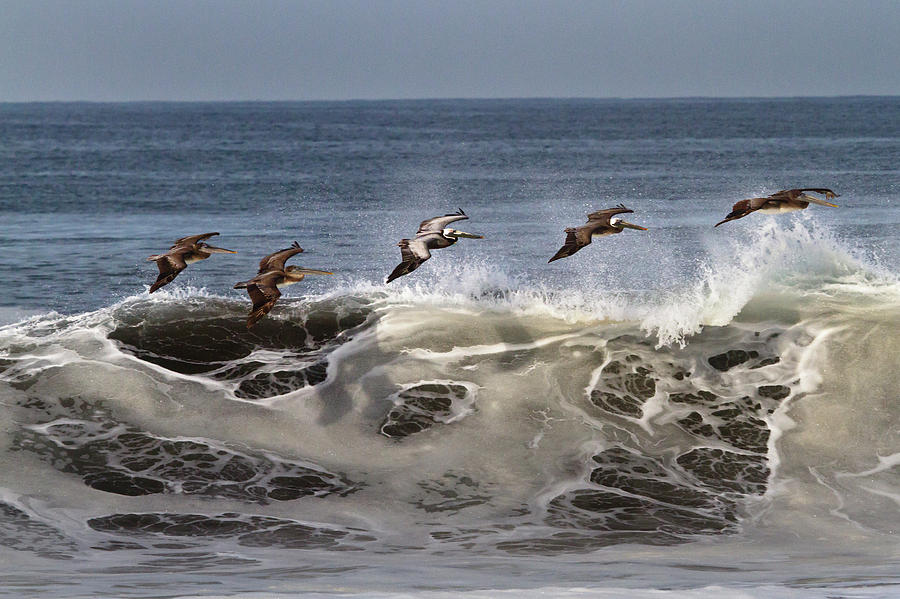 Wildlife Photograph - A Squadron Of Brown Pelicans Pelecanus by Sean Naugle