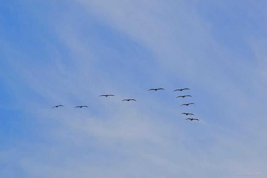Bird Photograph - A Squadron of Pelicans by Tara Potts