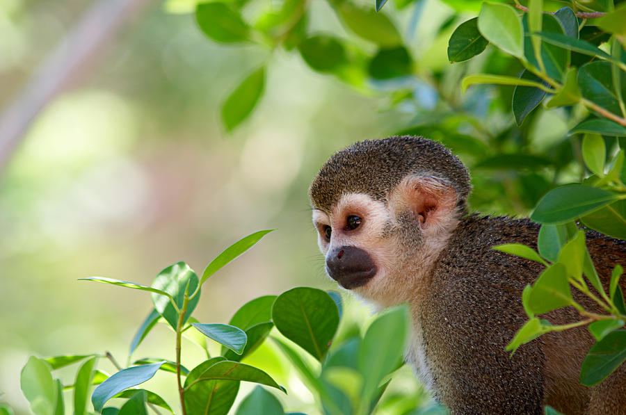 A squirrel monkey in its tree top habitat Photograph by Valmol48