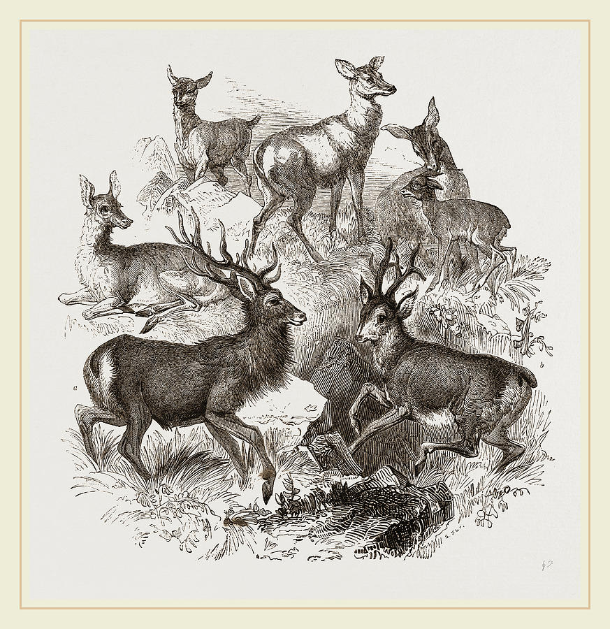 A Stag And The Roebuck Drawing by Litz Collection | Fine Art America