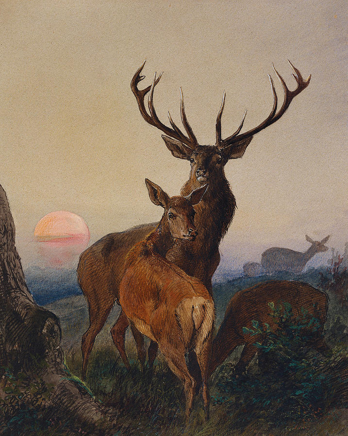 Deer Painting - A Stag with Deer in a Wooded Landscape at Sunset by Charles Jones