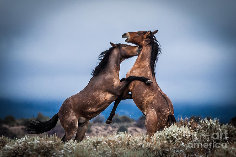 Wildlife Photograph - A Stallion Dispute by Webb Canepa