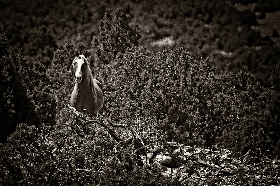 A Stallions Curiosity Photograph by Wes and Dotty Weber