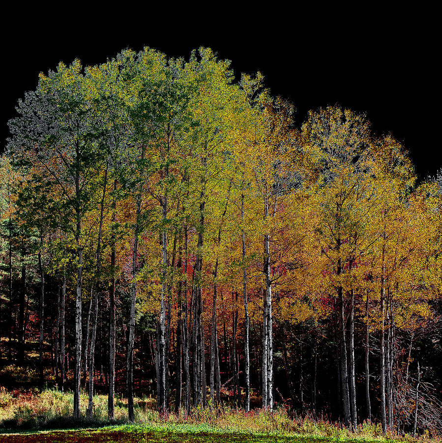 A Stand of Birch Trees in Autumn Photograph by David Patterson