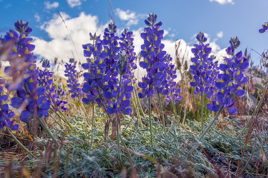 A stand of lupines Photograph by Joe Doherty