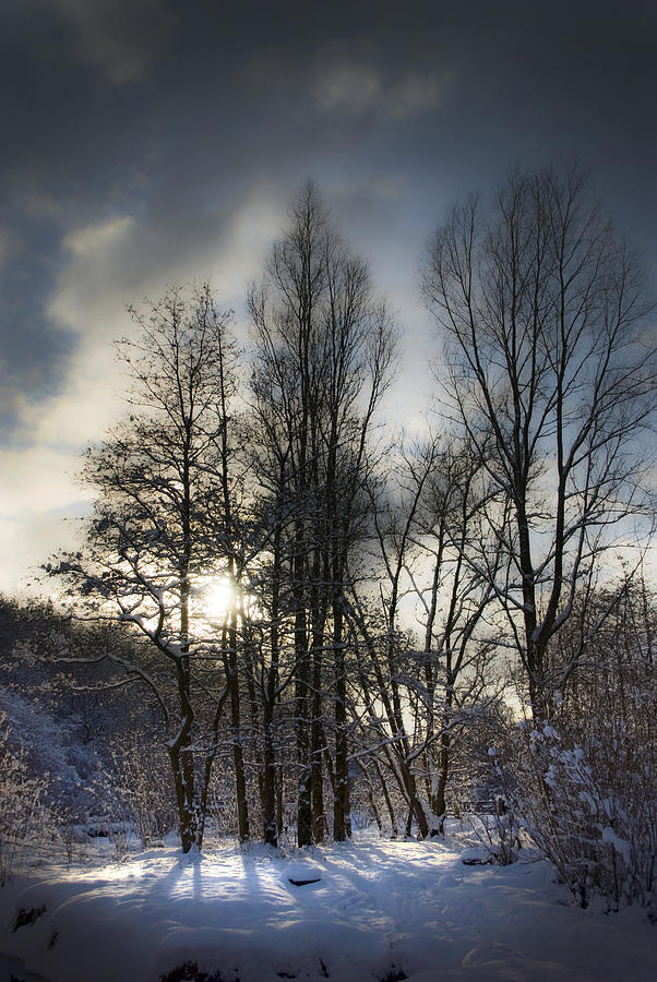 A stand of trees Photograph by Andrew James Pixels