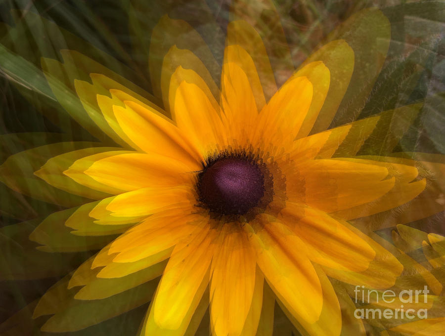 A Star Flower Photograph by Gayle Price Thomas