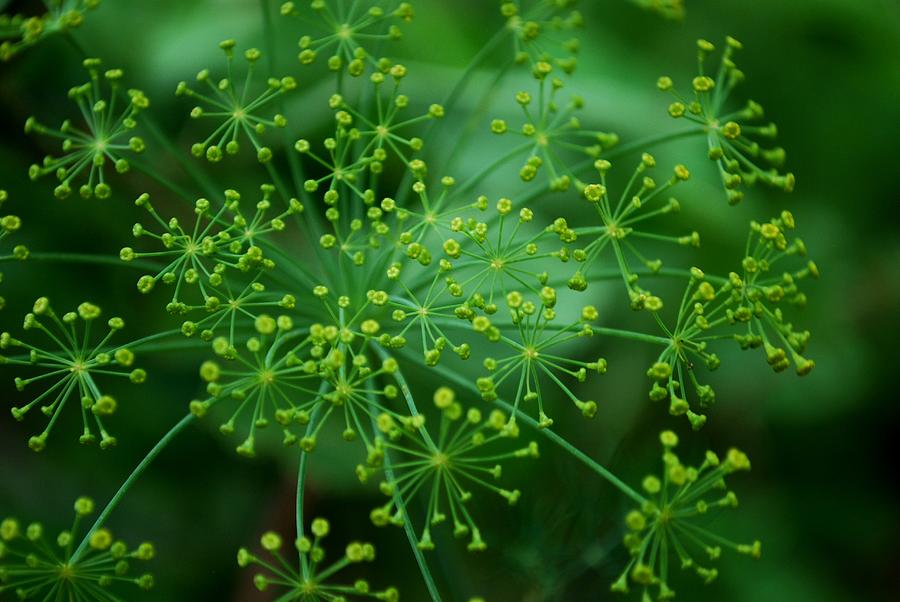 A Starburst of Dill Photograph by Greni Graph