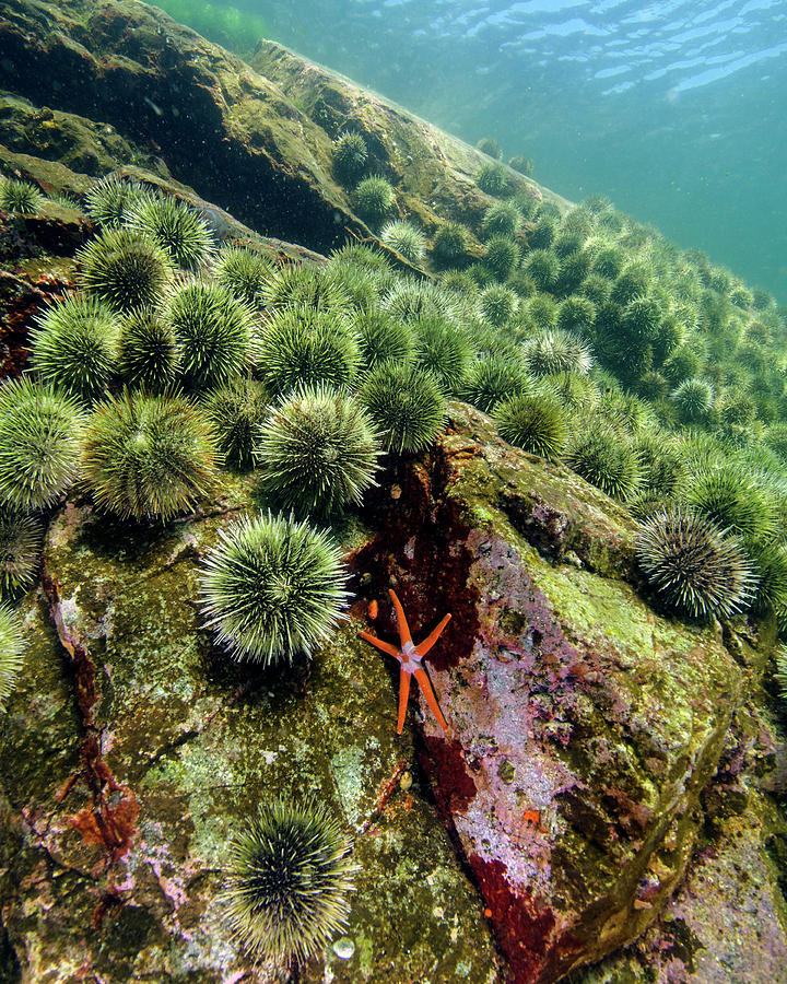 A Starfish With Spiny Sea Urchins Photograph by Brent Barnes