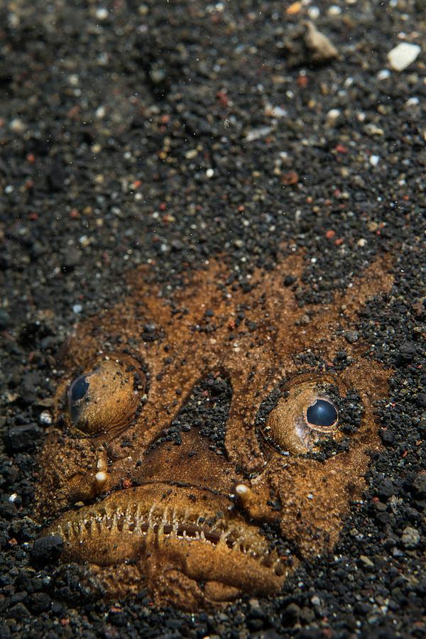 Fish Photograph - A Stargazer Half Buried In The Sand by Scubazoo