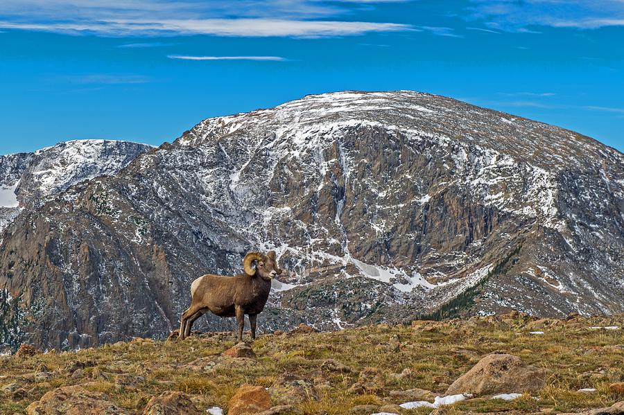 A Staring Ram along Trail Ridge Road in Rocky Mountain National Park Colorado Photograph by Willie Harper
