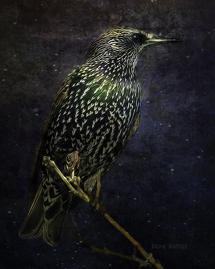 A Starling in Starlight Photograph by David Wagner