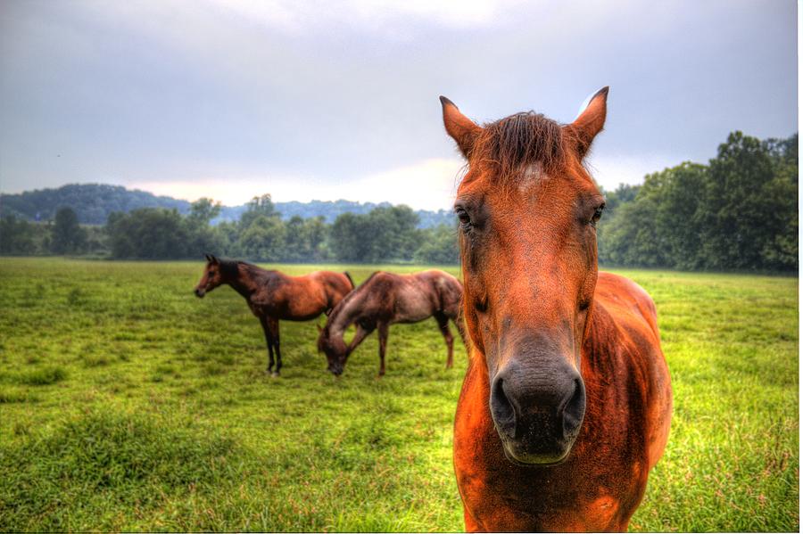 A starring horse 2 Photograph by Jonny D