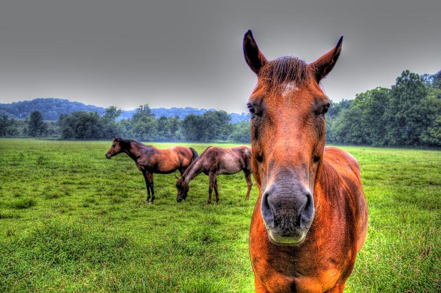 A starring horse Photograph by Jonny D
