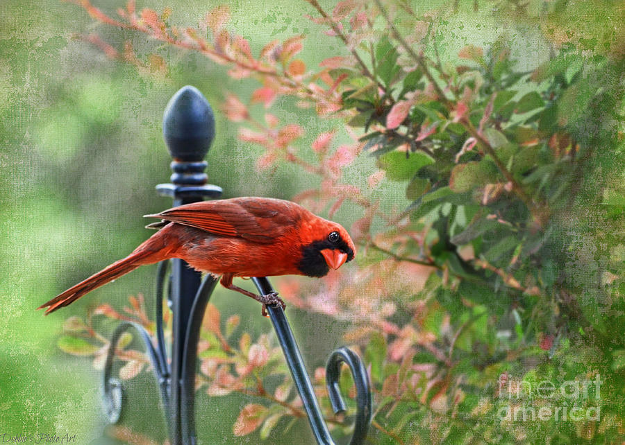 A Startled North American Cardinal Photograph by Debbie Portwood