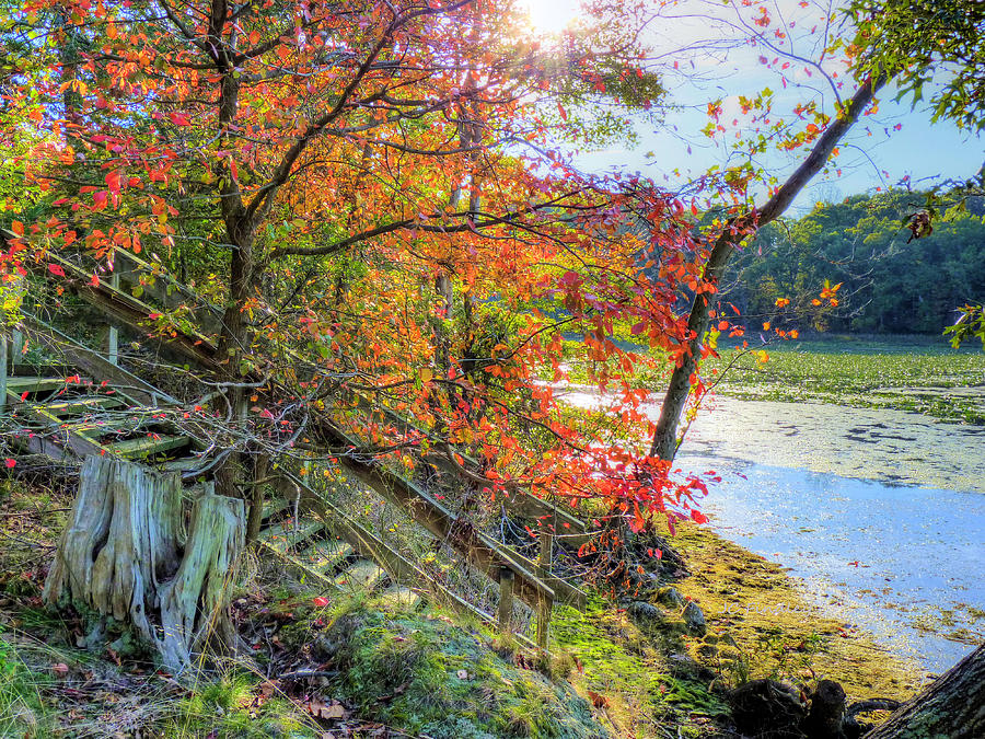 Fall Photograph - A Step Backwards by JC Findley