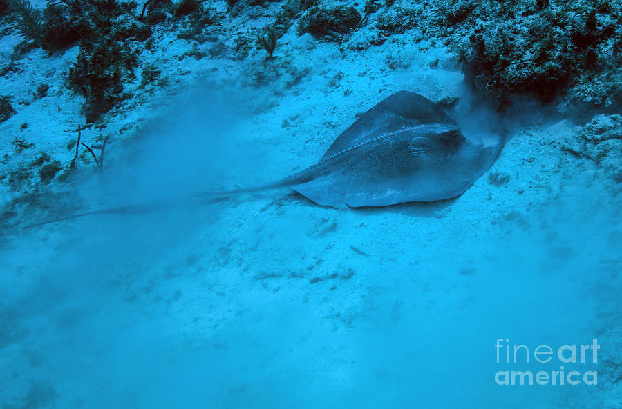 Fish Photograph - A Stingray Stirs Up The Sandy Bottom by Michael Wood