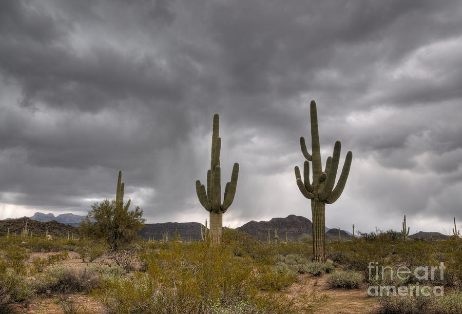 A Storm in the Sonoran Desert Photograph by Vivian Christopher