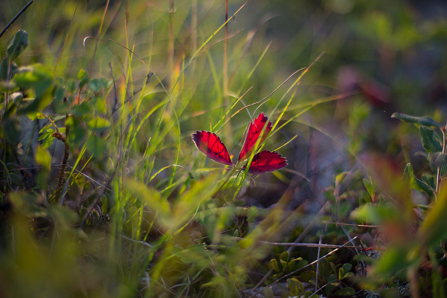 A Strawberry Leaf Photograph by Jakub Sisak