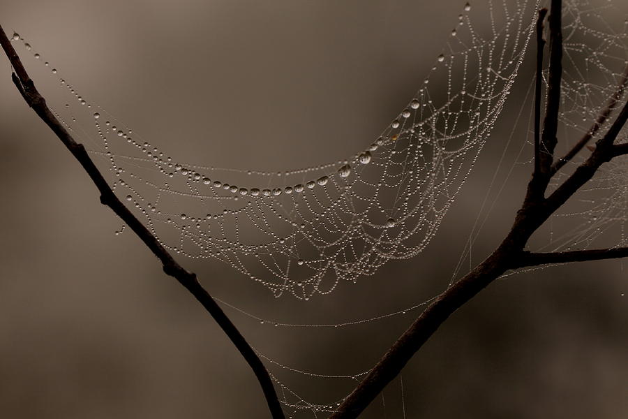 Tree Photograph - A String of Pearls by Debbie Howden