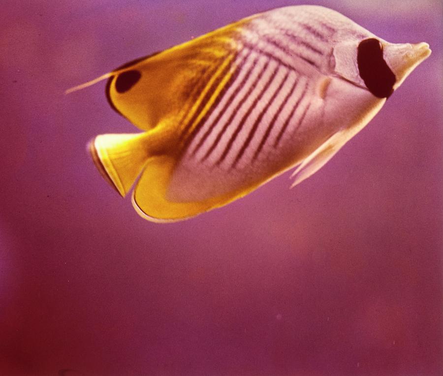 A Striped Butterfly Fish Photograph by Horst P. Horst