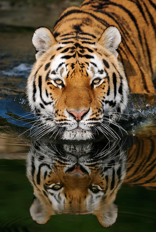 A striped tiger entering water Photograph by Freder