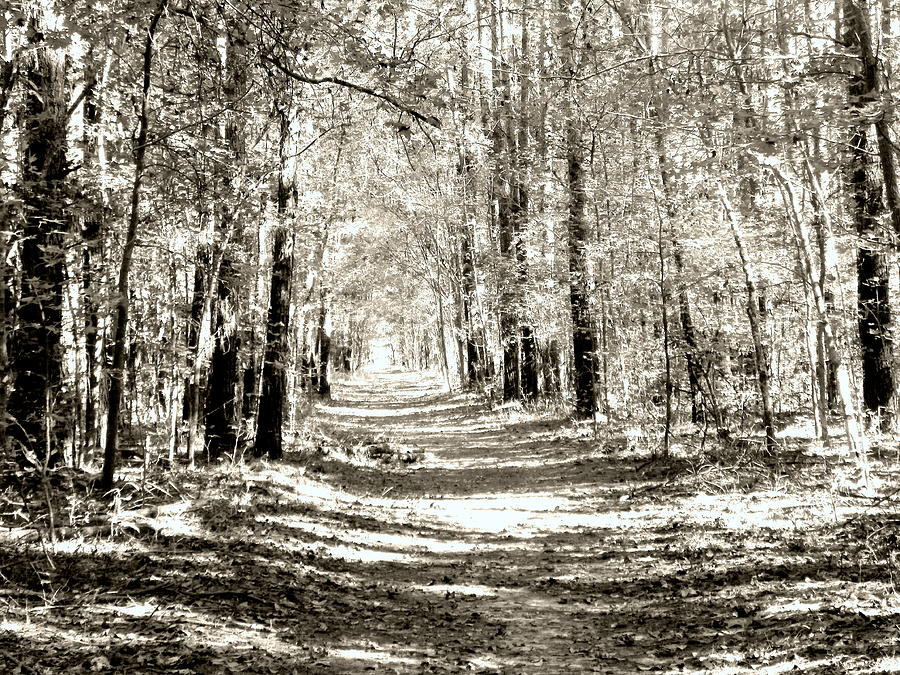A Stroll in the Park Black and White Photograph by Lisa Wooten