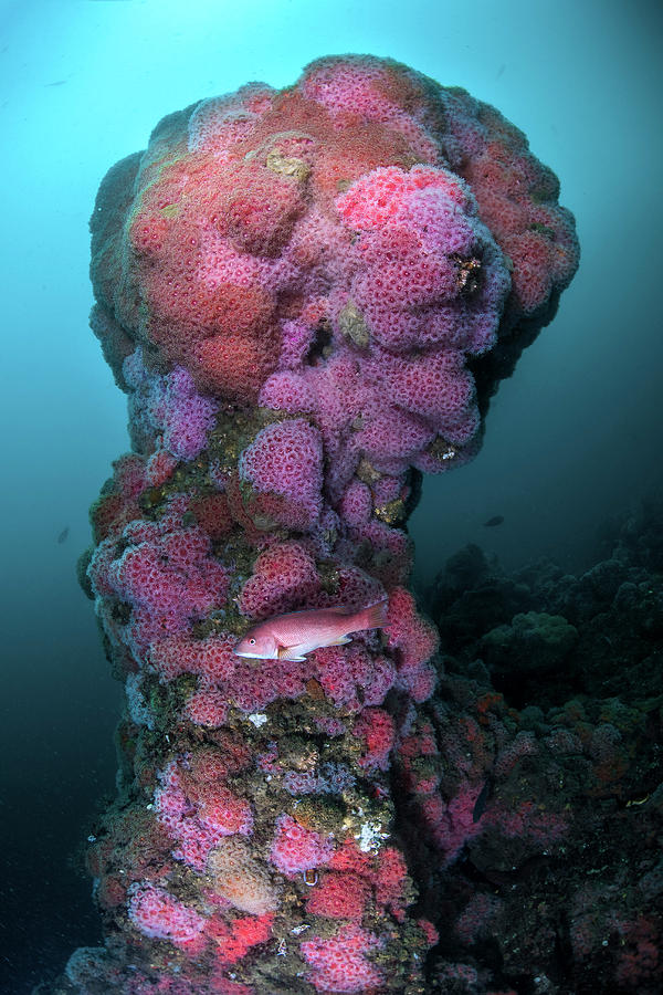 A Structure On Hawthorne Reef Covered Photograph by Brook Peterson
