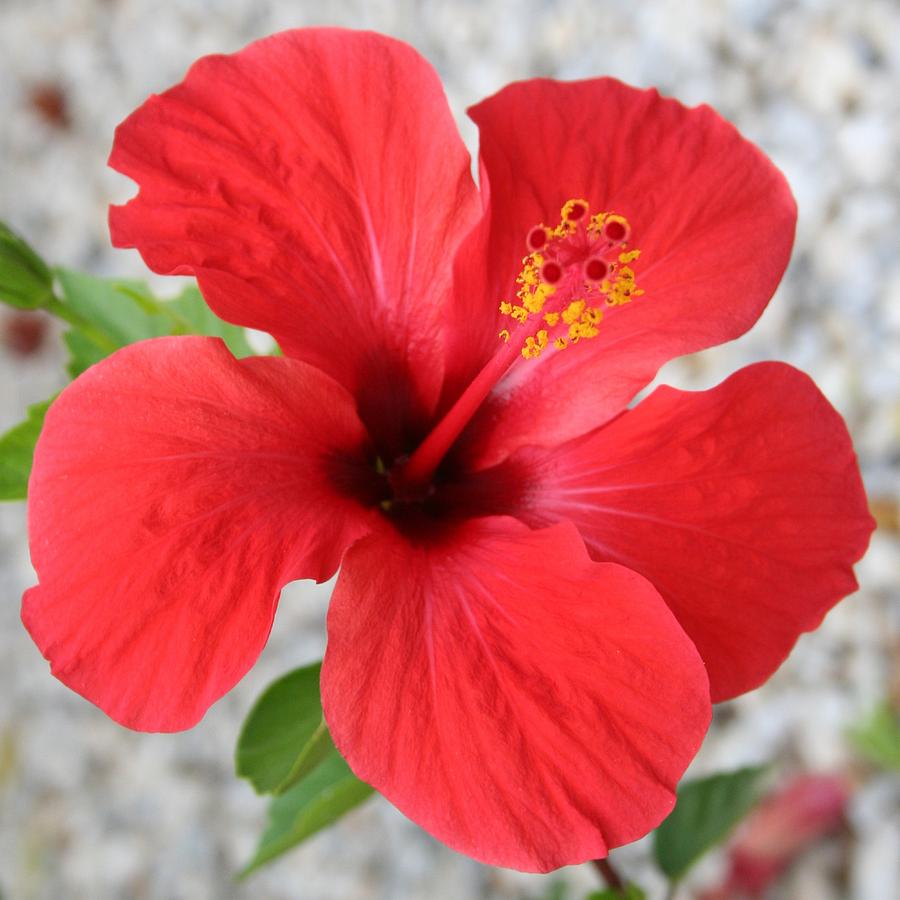 A Stunning Scarlet Hibiscus Tropical Flower Photograph by Taiche Acrylic Art