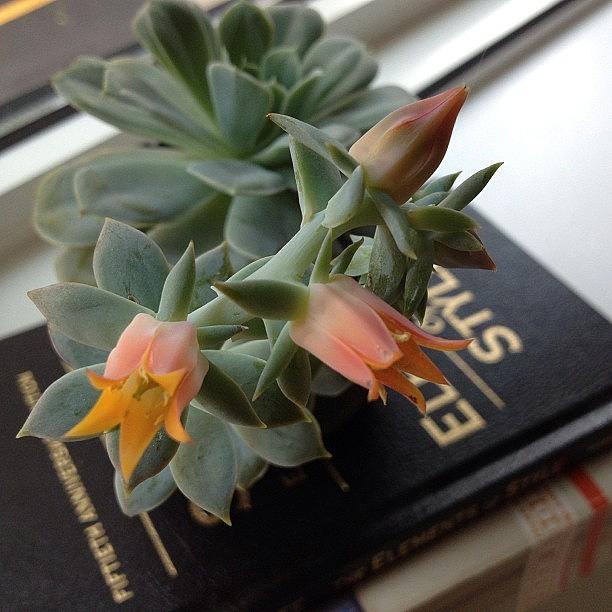 A Succulent Blooms In Brooklyn Photograph by Kelsey Shaw