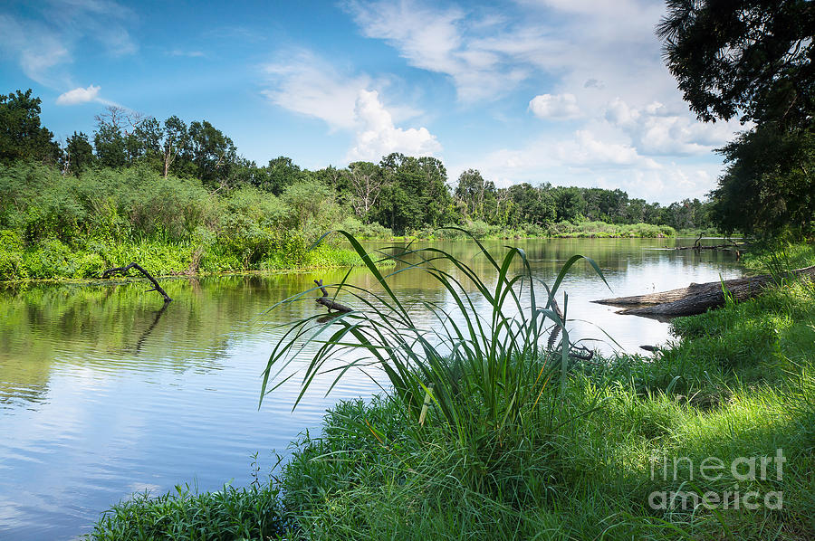 Houston Photograph - A Summer Day of Stubblefield waterplants by Ellie Teramoto