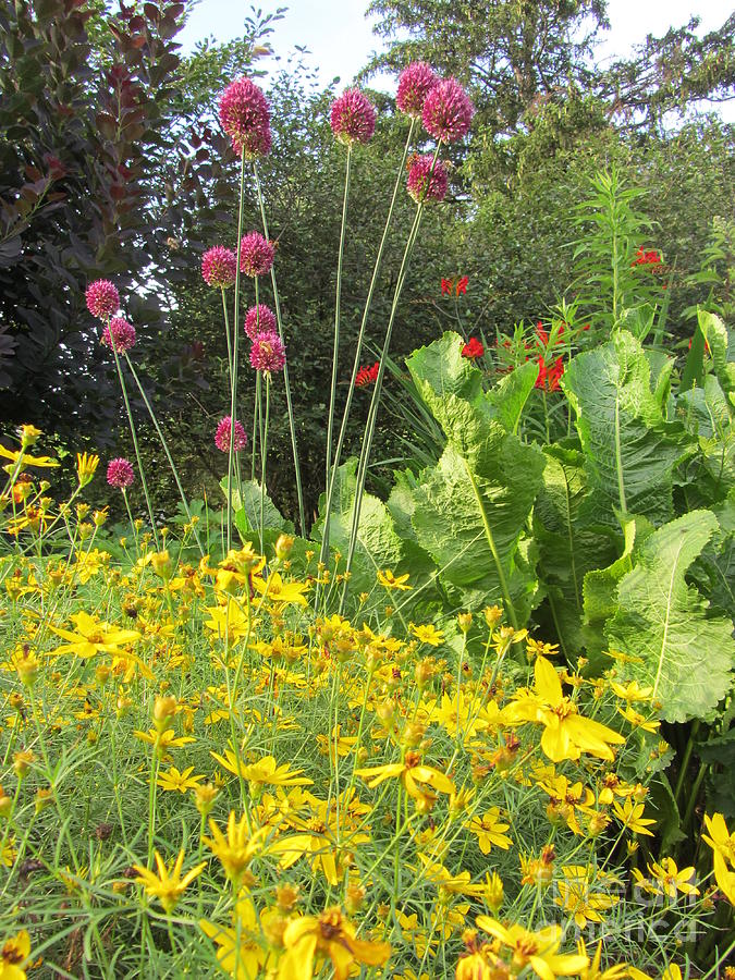 A Summer Garden - Floral Photograph by Susan Carella
