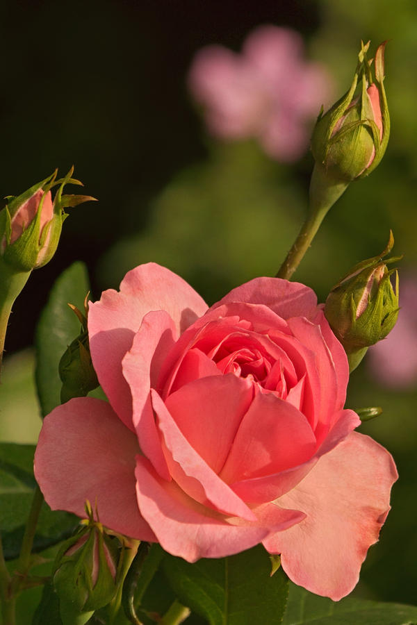 A Summer Rose Photograph by Theo OConnor