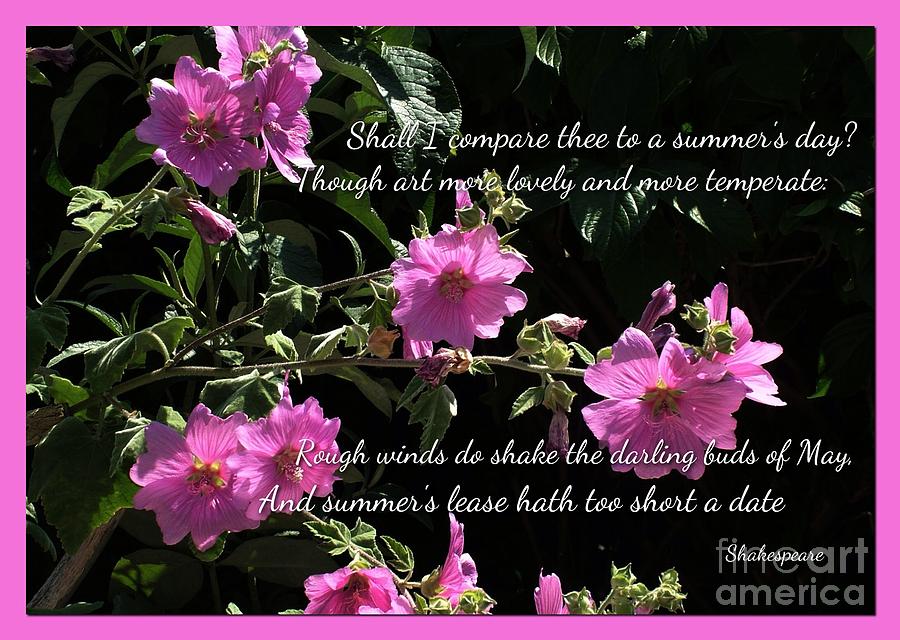 A Summers Day Pink Romance Photograph by Joan-Violet Stretch